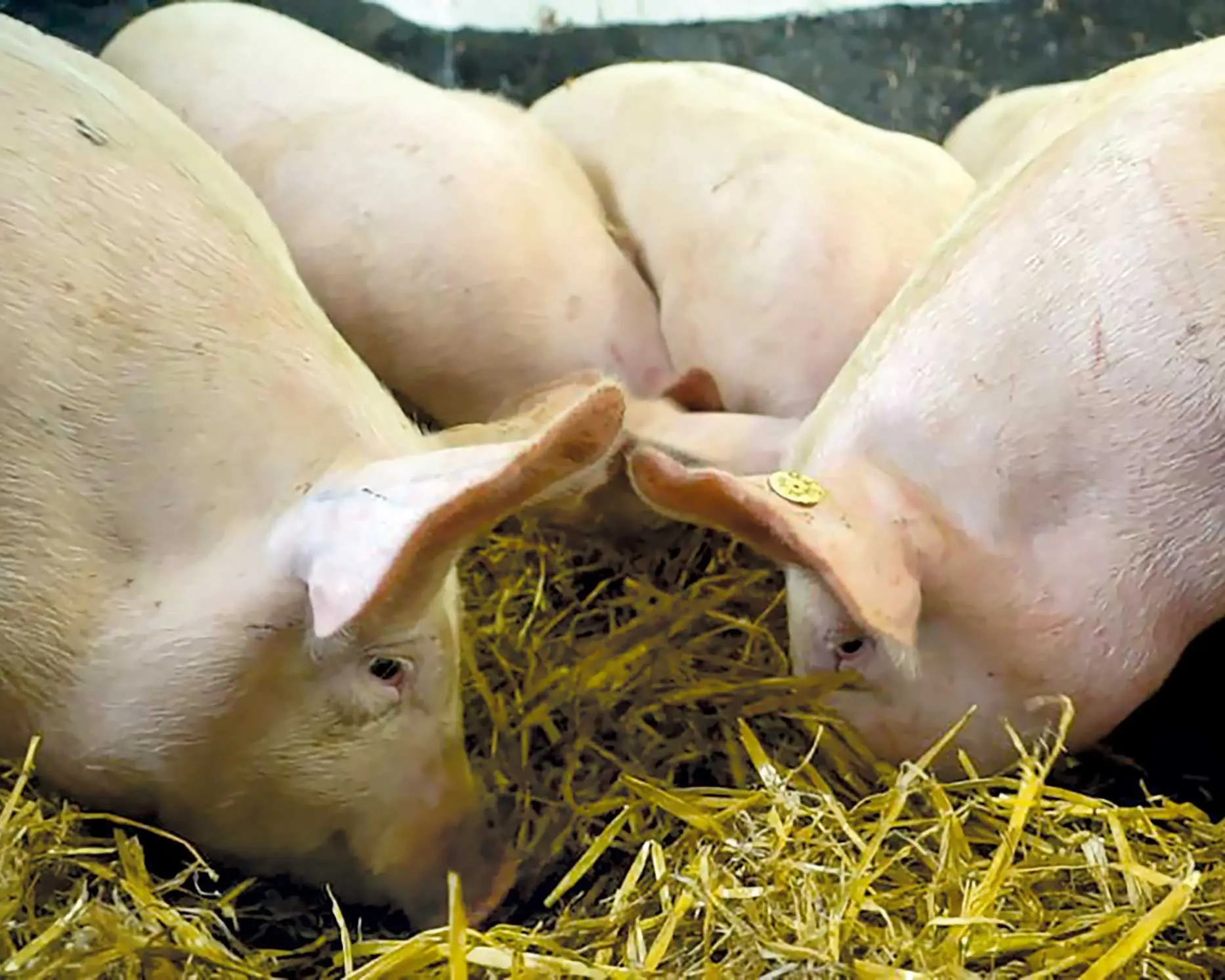 Schweine im Stahl