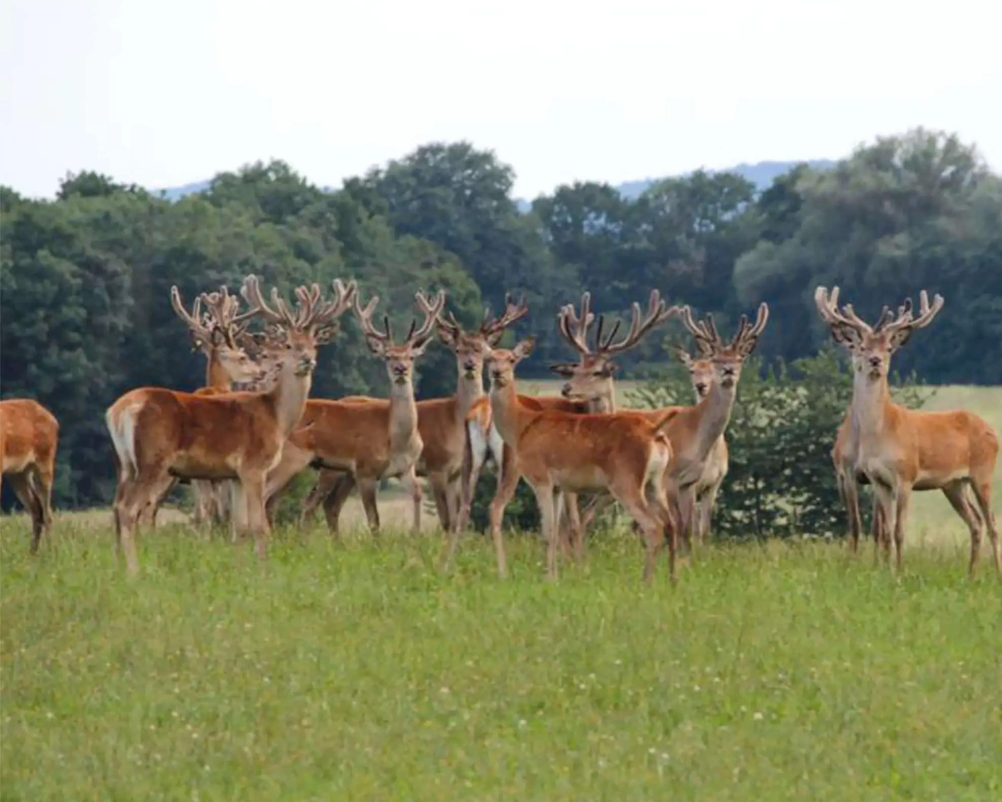 Wild auf Wiese