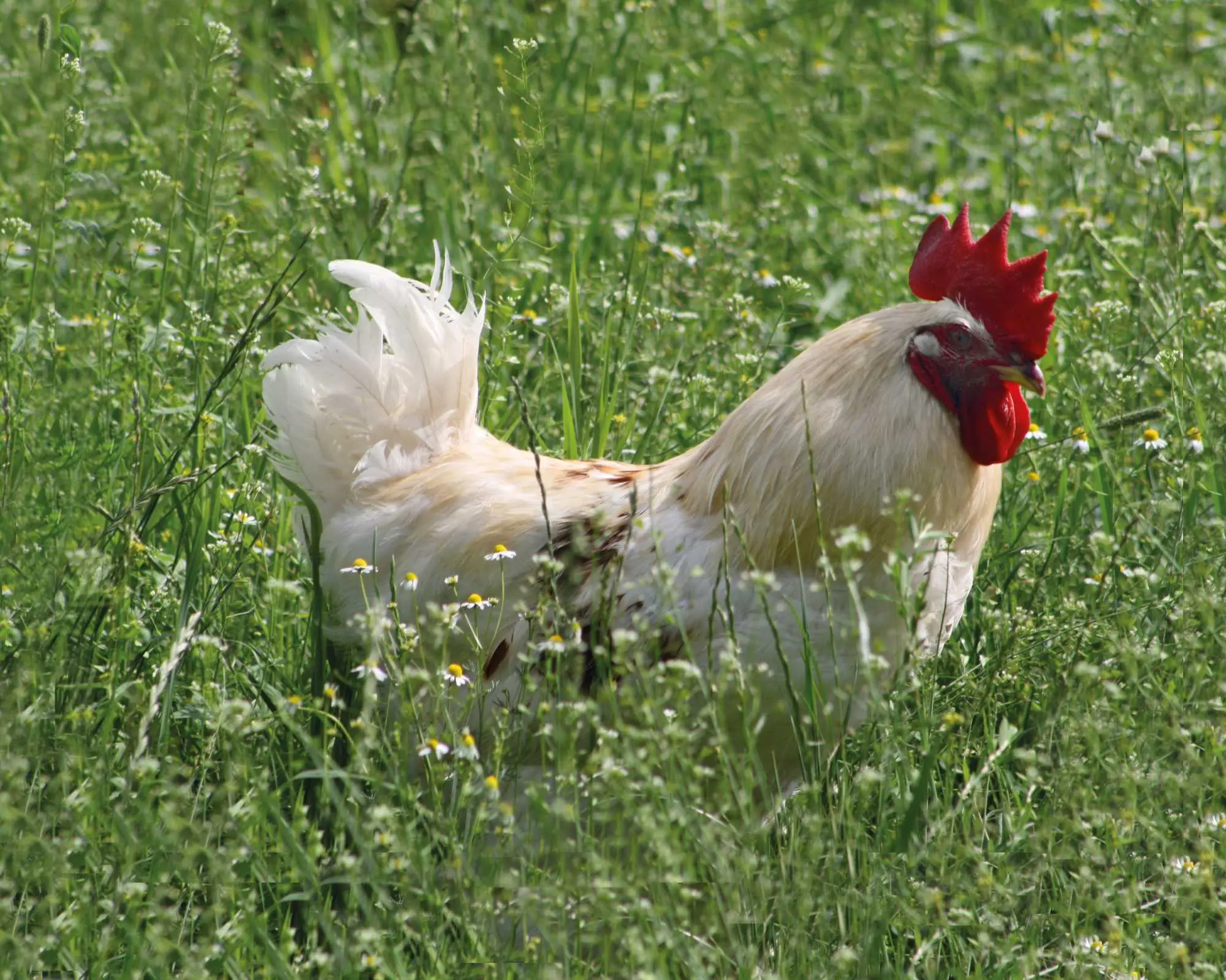 Huhn im Feld