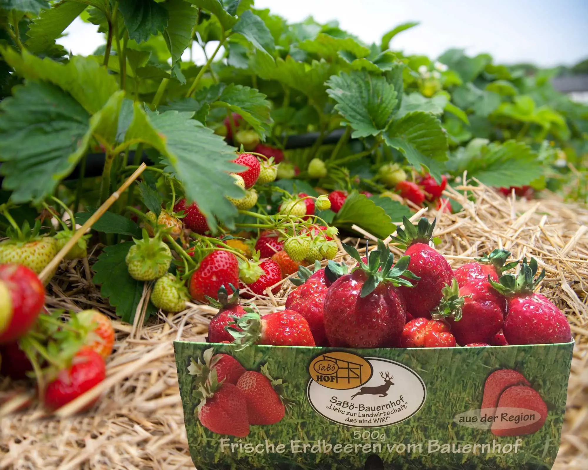 Erdbeeren im Feld mit Verpackung